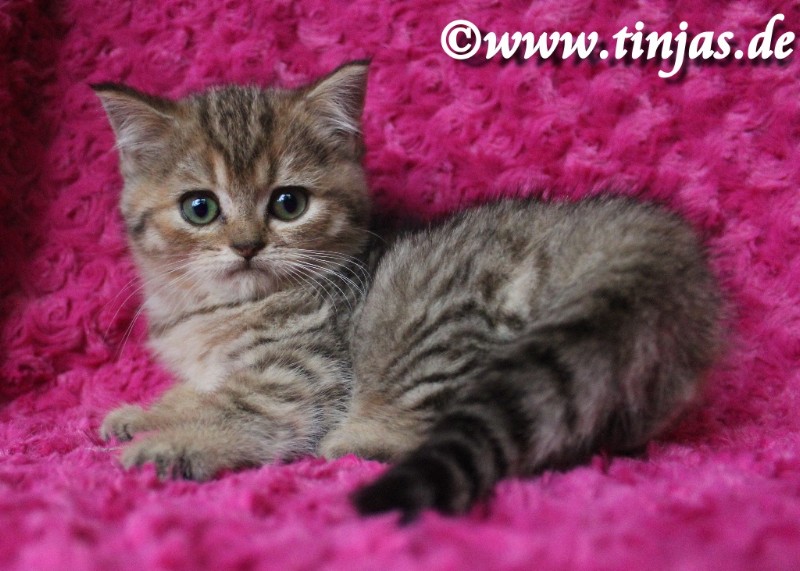 Britisch Kurzhaar Katzenbaby golden tabby</A>